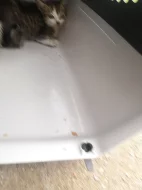 Daruji 3 koťata a jejich maminku